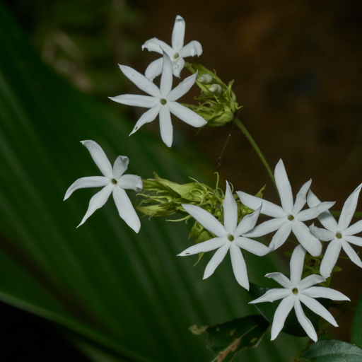 Jasminum Malabaricum