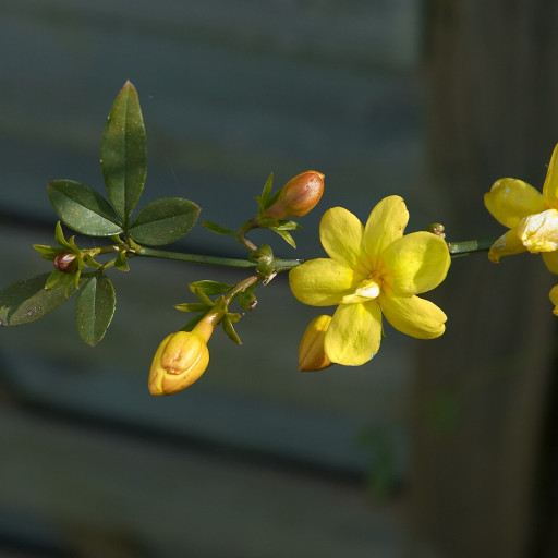 Jasminum Mesnyi