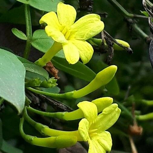 Jasminum Odoratissimum