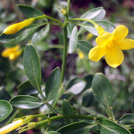 Jasminum