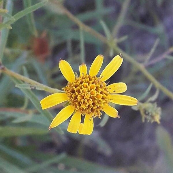 Jasonia Tuberosa