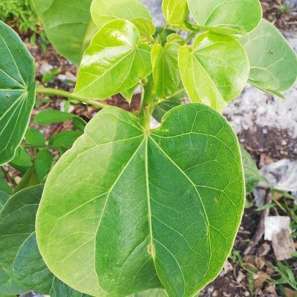Jatropha Gaumeri
