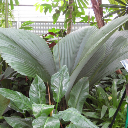 Johannesteijsmannia Magnifica