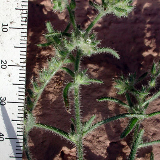 Panamint Cryptantha (Johnstonella Angustifolia) Plant Care & How to ...