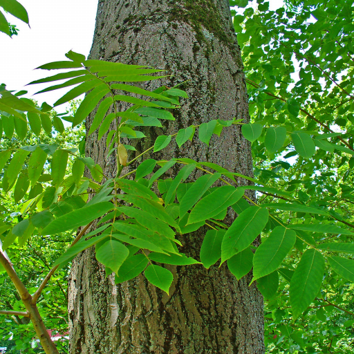 Juglans Cinerea