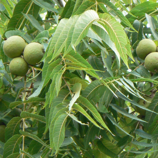 Juglans Nigra