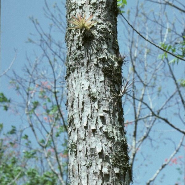 Juglans Pyriformis