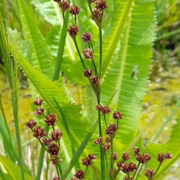 Juncus Microcephalus