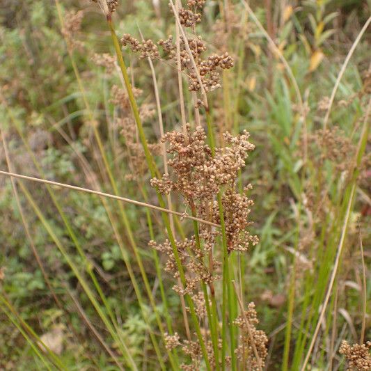 Juncus Usitatus