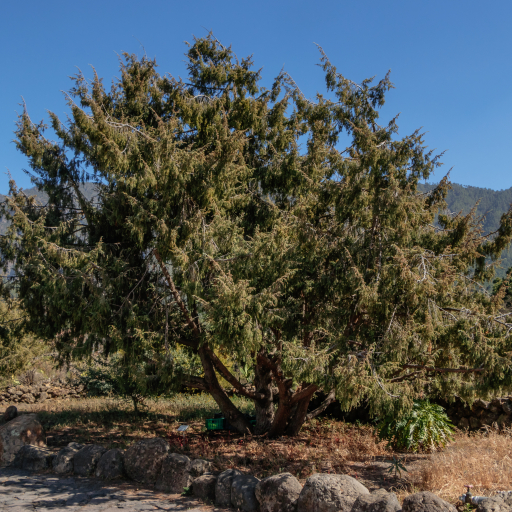 Juniperus Cedrus