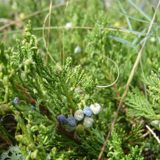Juniperus Horizontalis