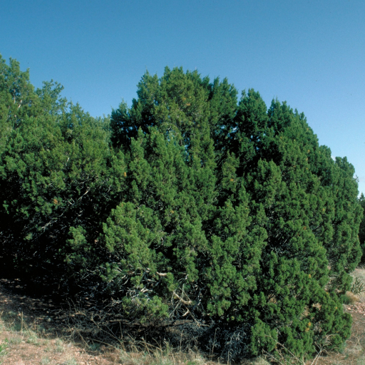 Juniperus Monosperma