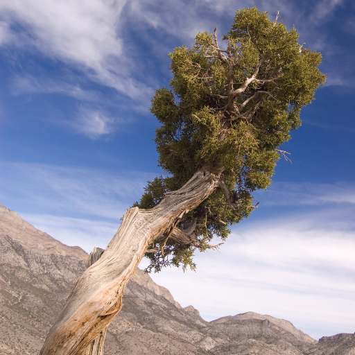 Juniperus Osteosperma