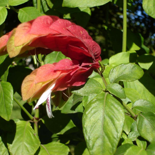 Justicia Brandegeana