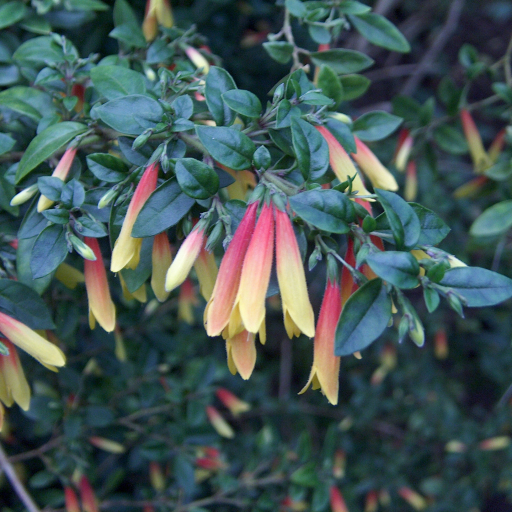 Justicia Floribunda