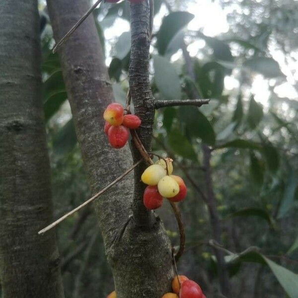 Kadsura Longipedunculata