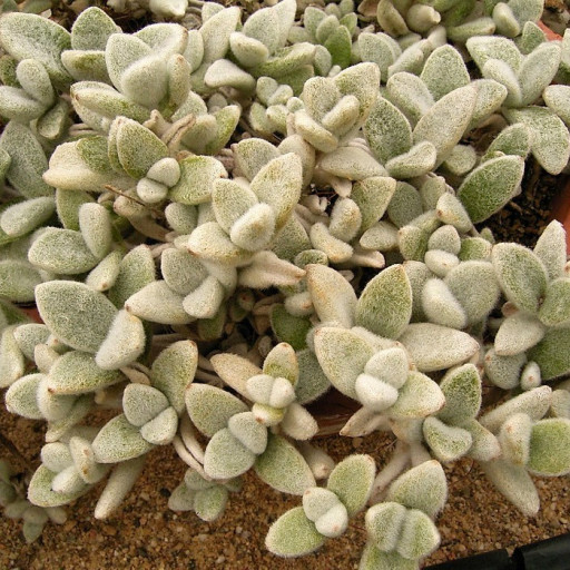 Kalanchoe Eriophylla