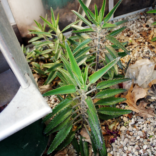 Kalanchoe × Houghtonii