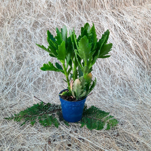 Kalanchoe Laciniata
