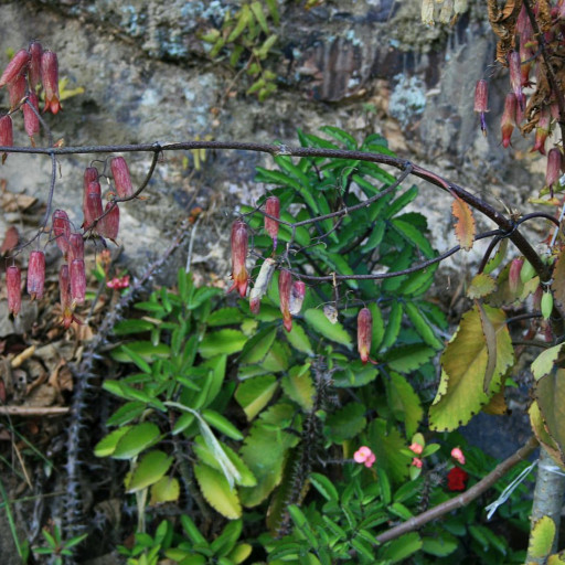 Kalanchoe Pinnata