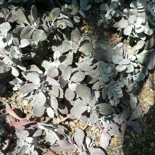 Kalanchoe Pumila