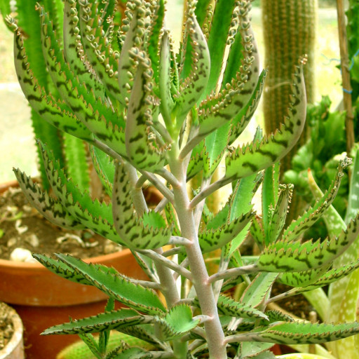 Kalanchoe X Houghtonii