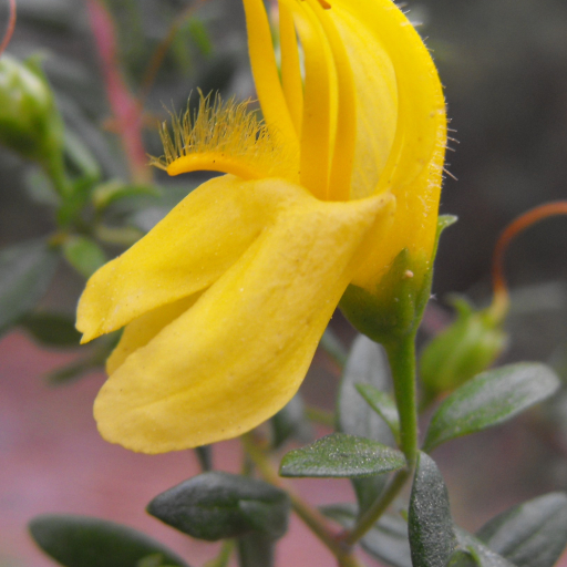 Keckiella Antirrhinoides