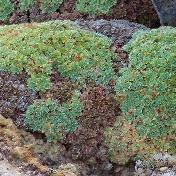Oneflower Kelseya (Kelseya Uniflora) Care Guide: Water, Soil ...