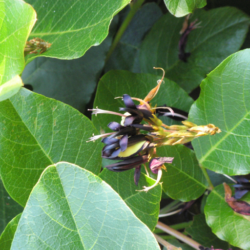 Kennedia Nigricans