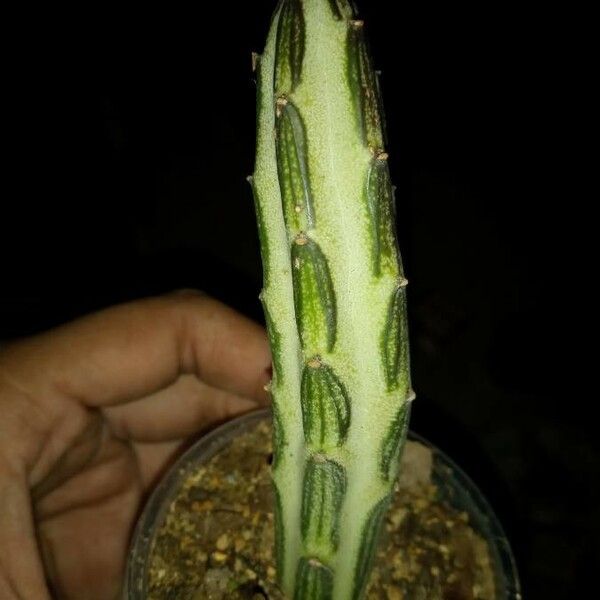 Kleinia Stapeliiformis