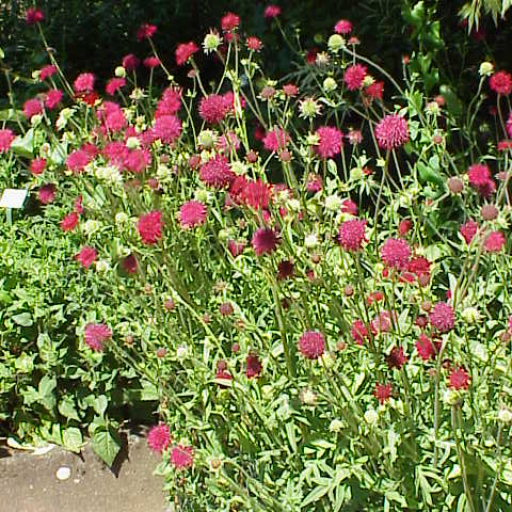 Knautia Macedonica
