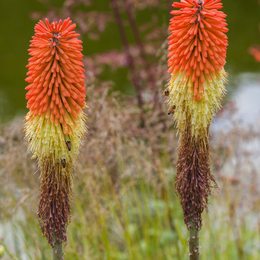 Kniphofia Caulescens