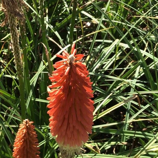 Kniphofia Ensifolia