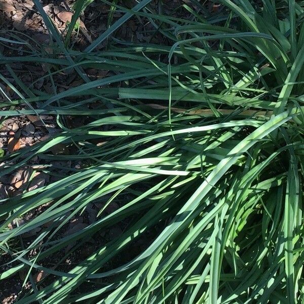 Dwarf Red-Hot Poker (Kniphofia Triangularis) Plant Care & How to Grow ...