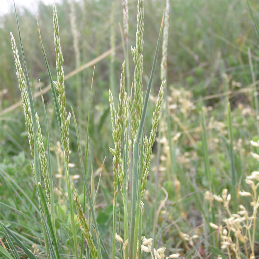 Koeleria Macrantha