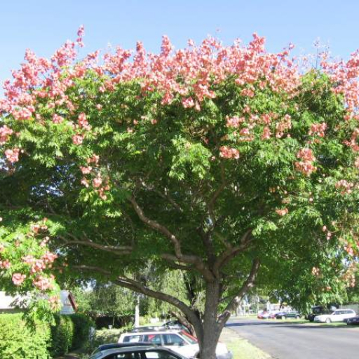 Koelreuteria Elegans