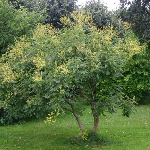 Koelreuteria Paniculata