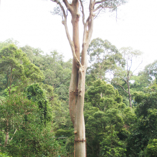 Koompassia Excelsa
