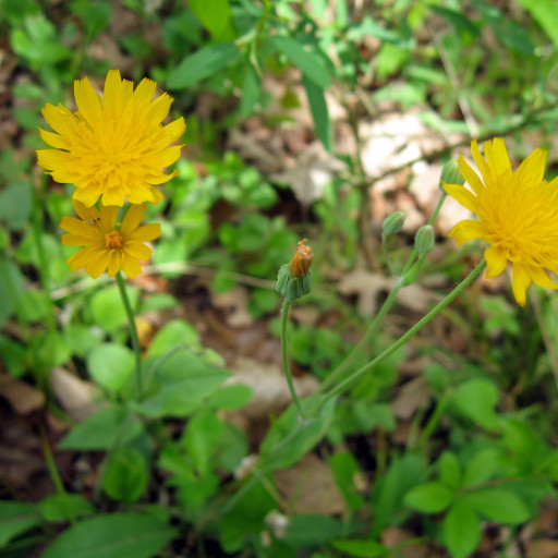 Two-Flowered Dwarf-Dandelion (Krigia Biflora) Care Guide: Water, Soil ...