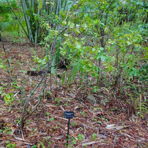 Krugiodendron Ferreum