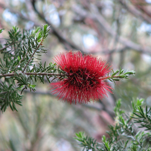 Kunzea Baxteri