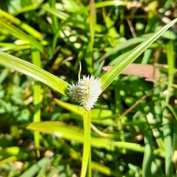 Kyllinga Odorata