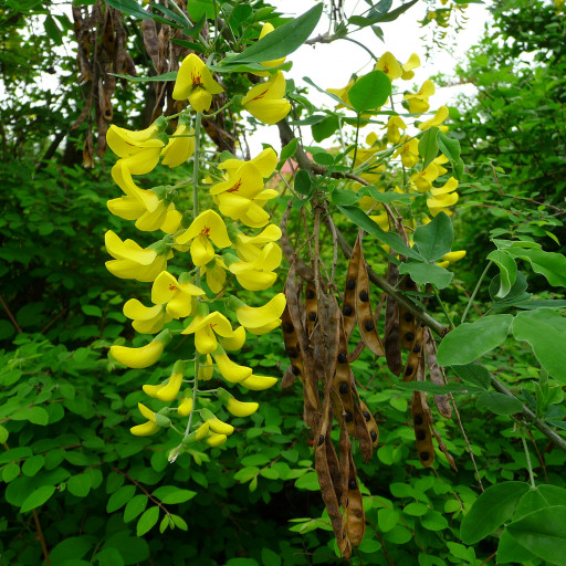 Laburnum Anagyroides