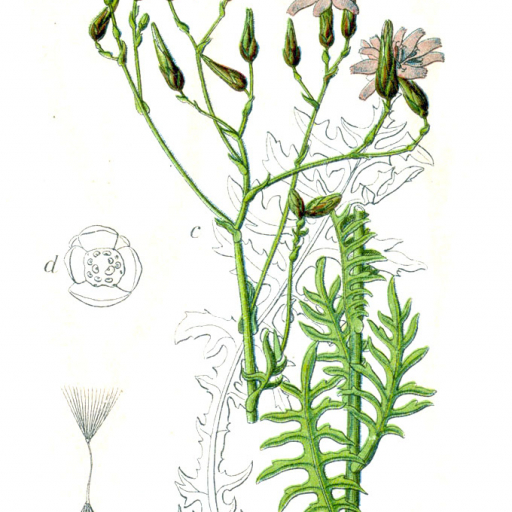 Lactuca Perennis