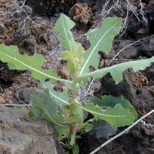 Lactuca Serriola