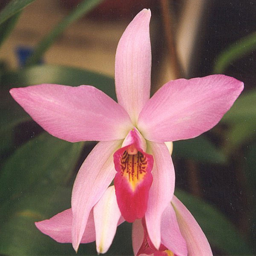 Laelia Anceps