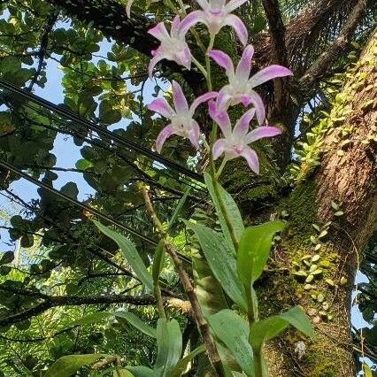 Laelia Autumnalis