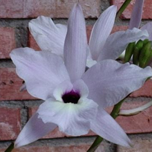 Laelia Rubescens