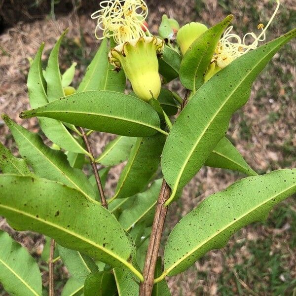 Lafoensia Punicifolia