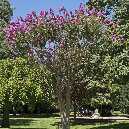 Lagerstroemia Indica